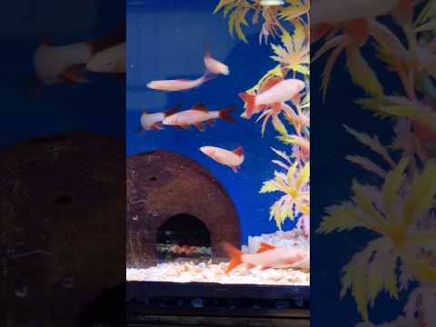 albino shark red Fin Shark bala fish rainbow Ruby Shark #pets #shorts #viral #fish #aquarium #short