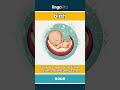 birth (noun) - definition and usage in English