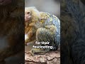 Marmoset Magic: Unveiling the Miniature Monkeys  #animals #wildlife #marmoset #marmosetmonkey