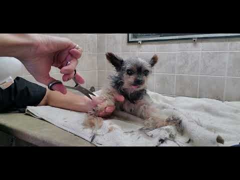 Difficult Doggie groom, Senior Yorkshire Terrier dog breed, lame, special techniques, full groom