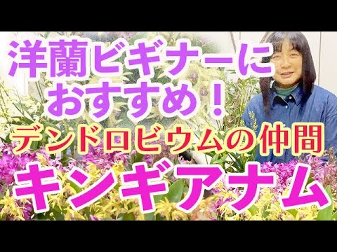  5 つの簡単なステップで蘭を正しく世話するにはどうすればよいですか?  庭園