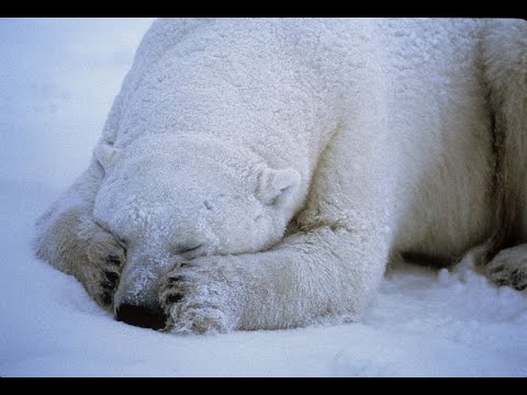 ÖMER AKDAŞ PRESENTE ZVBXR x MVDNES x AKELLA   FAST LIFE