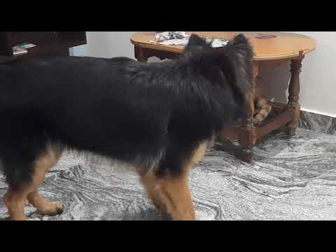 Garmen shaferd v/s cat