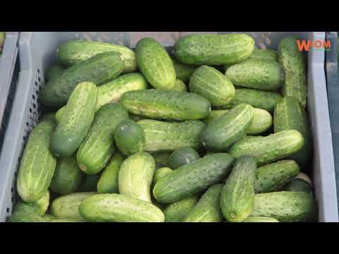 Bronisze: pojawiły się małe kalafiory, wreszcie zdrożała papryka