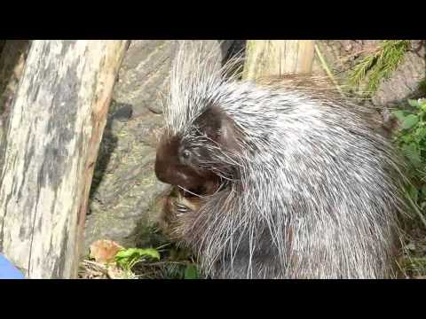 Tiergarten Schönbrunn-Gibbon,Urson,Pinguin