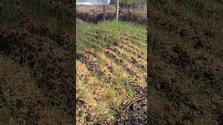 Download lagu Bawang Merah Dari Biji 21 HSS || TSS Lokananta || #shorts mp3