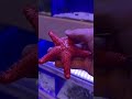 BEAUTIFUL STARFISH Shorts Starfish