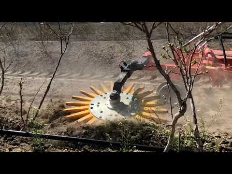 Rinieri Bio-Dynamic model cultivating Blueberries