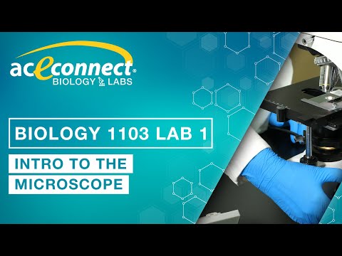Biology 1103 Lab 1 || Intro to the Microscope