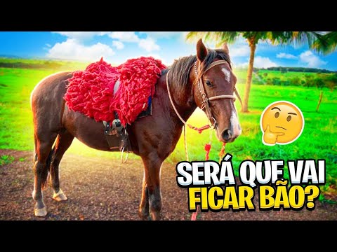 ANDEI NO CAVALO NOVO