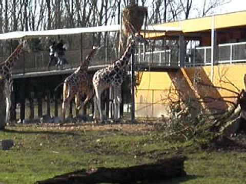 11 maart 2012 Olmense Zoo giraffen