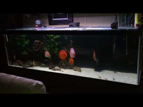 TENN Discus Fish tank most beautiful aquarium fish