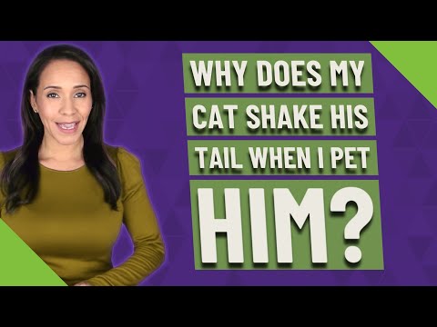 Why does my cat shake his tail when I pet him?