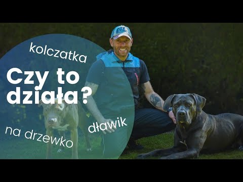 Agresja na smyczy - praca z dorosłym psem reaktywnym na smyczy