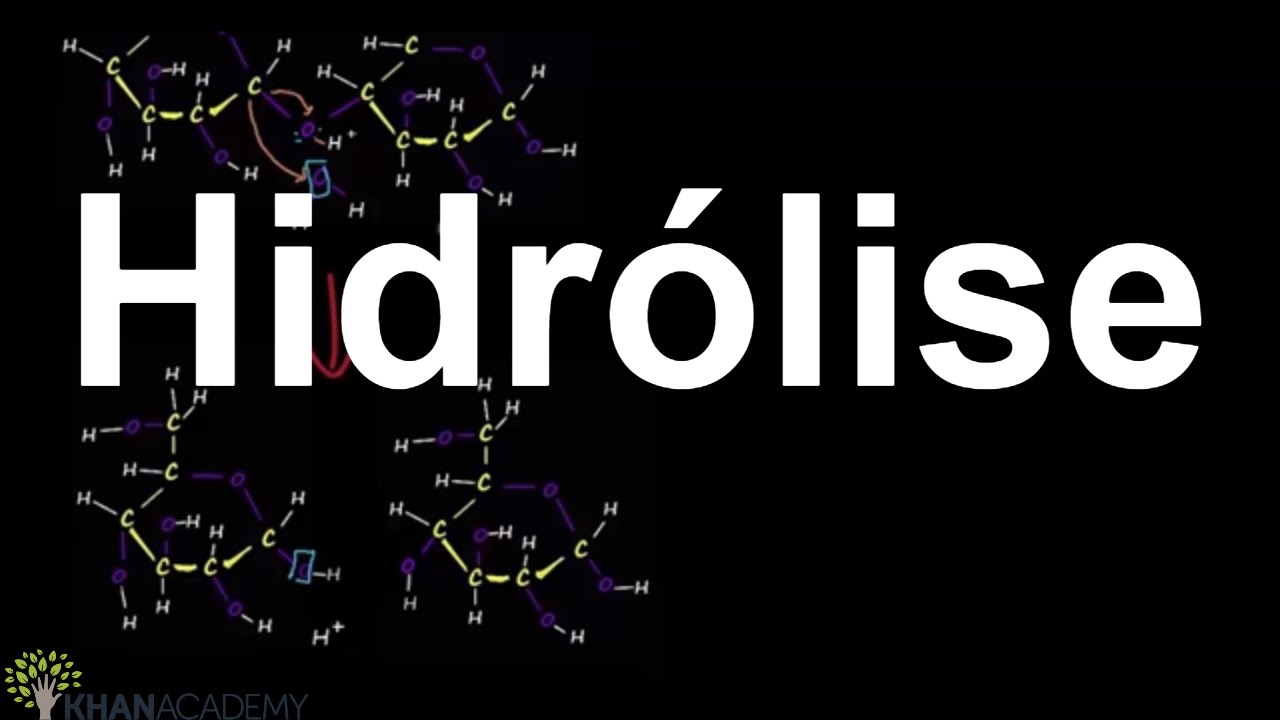Hidrólise | Macromoléculas | Biologia | Khan Academy