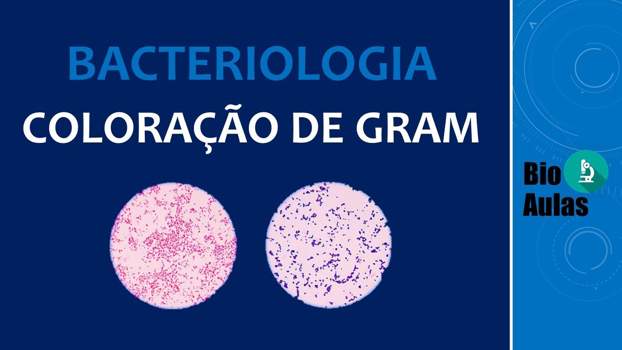 Coloração de Gram - Bactérias Gram-positivas e Gram-negativas (Microbiologia) - Bio Aulas