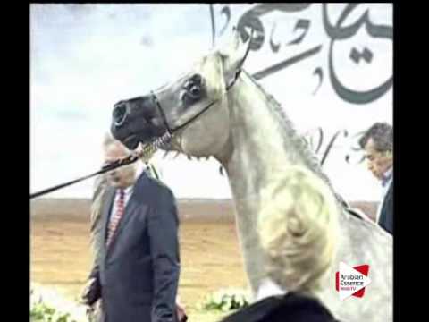 N.79 MAZYONAT AL HAWAJER - Ajman 2016 - Fillies 2 years old (Class 2B)