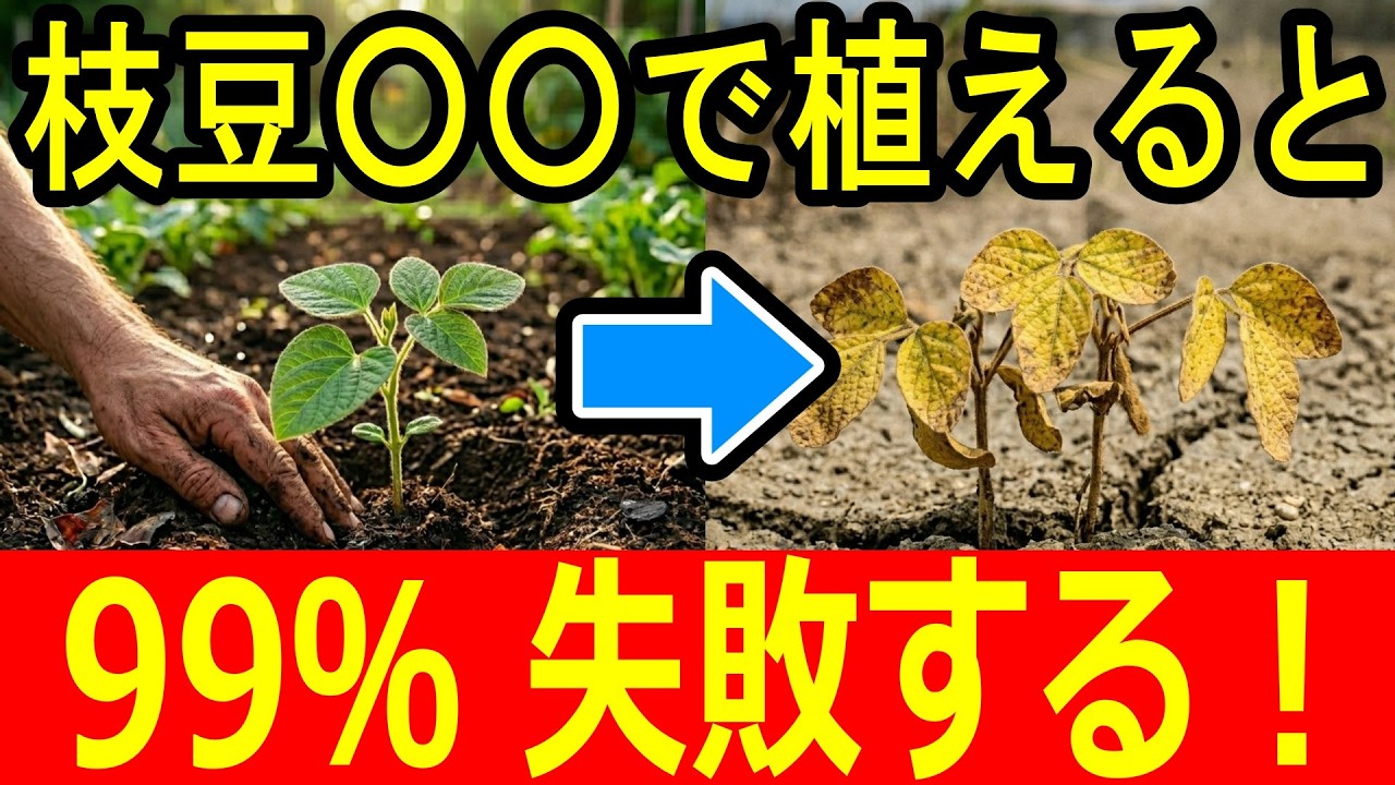 【枝豆栽培】9割が失敗する土作りの正体｜肥料を減らして実をパンパンにする方法