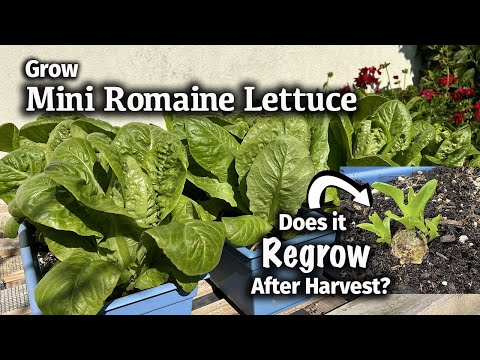 How to Grow Mini Romaine or Little Gem Lettuce from Seed 🥬| Will it regrow after harvest??