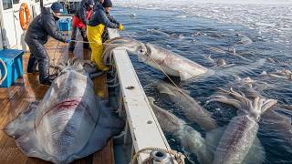 8.300 Toneladas de Frutos do Mar Retiradas do Oceano Todos os Dias - A Pesca Insana do Japão