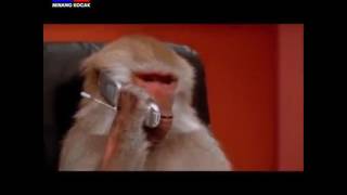 Download lagu Monyet GauL mp3 Download lagu Monyet GauL mp3