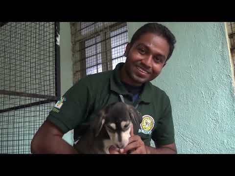 Students At Work: Reporting Stray Dogs!