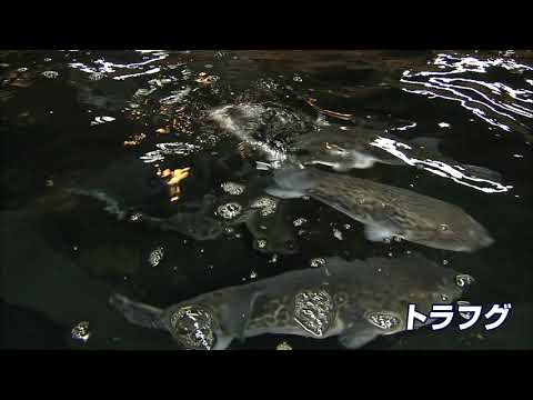 【福井県立大学】海洋生物資源学部「臨海研究センター紹介」