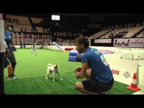 Agility World Championship 2015 - ITALIAN TEAM snippets