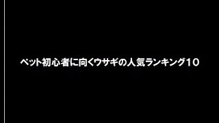 ペット初心者に向くウサギの人気ランキング１０