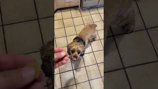 Video preview image #1 Cocker Spaniel Puppy For Sale in Westwood, NJ, USA