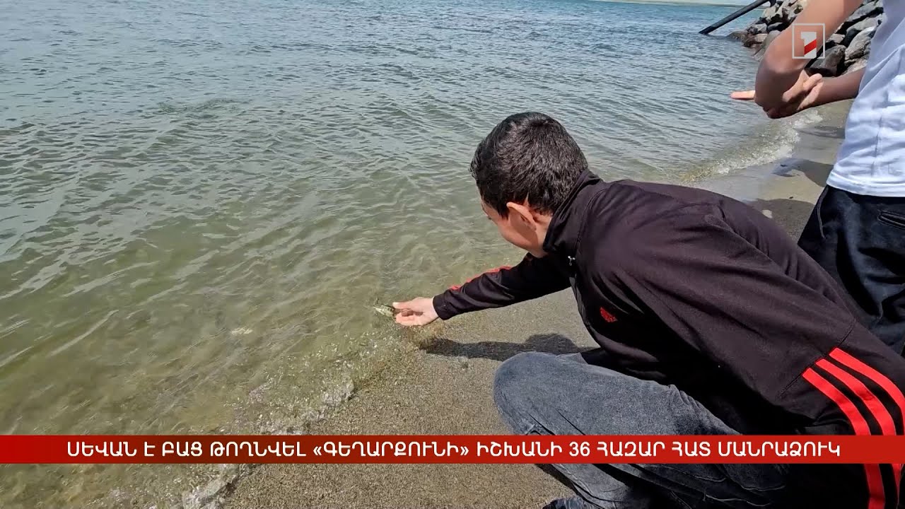Սևանա լիճ է բաց թողնվել «Գեղարքունի» իշխանի 36 հազար հատ մանրաձուկ