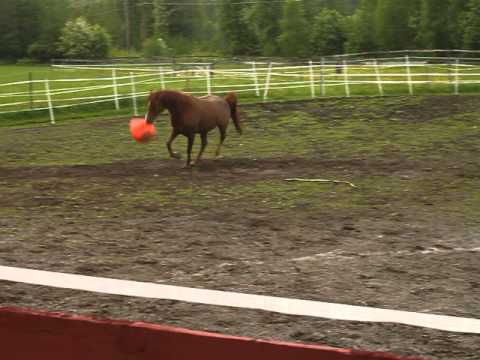 KA Al Nabih und die Boje