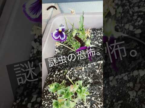 猫から菜園を守るには？庭に害虫を寄せ付けないようにするには、次の 7 つの自然なヒントを試してください。  庭園