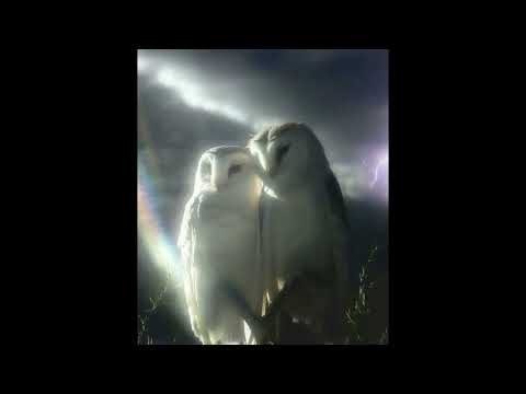 [FREE] CHRIS TRAVIS TYPE BEAT "PERCHIN"