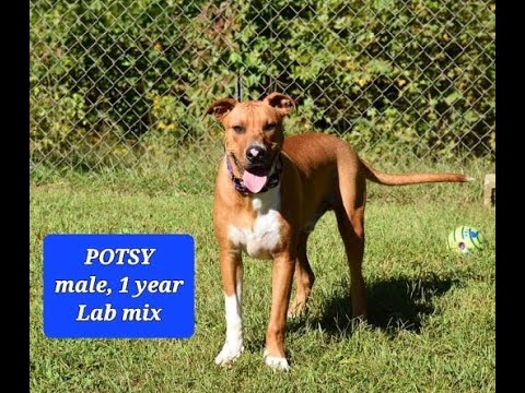 Potsy, an adoptable Labrador Retriever Mix in Wedowee, AL_image-1