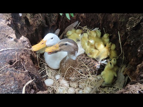Amazing Pekin Duckling Hatching From Eggs - Nee Baby Duck Born