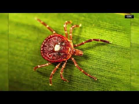 Lyme Disease And Ticks
