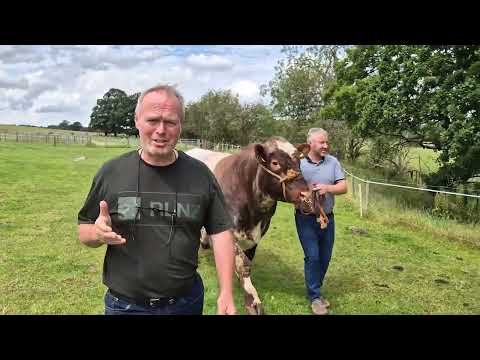 Sultan's Big Day at Cannon Hall Farm