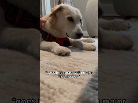 trust issues 🫱🏻‍🫲🏼 sep anxiety  | #dog #foster #shorts