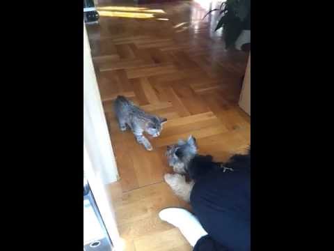 video-2012-03-26-17-16-58.mp4