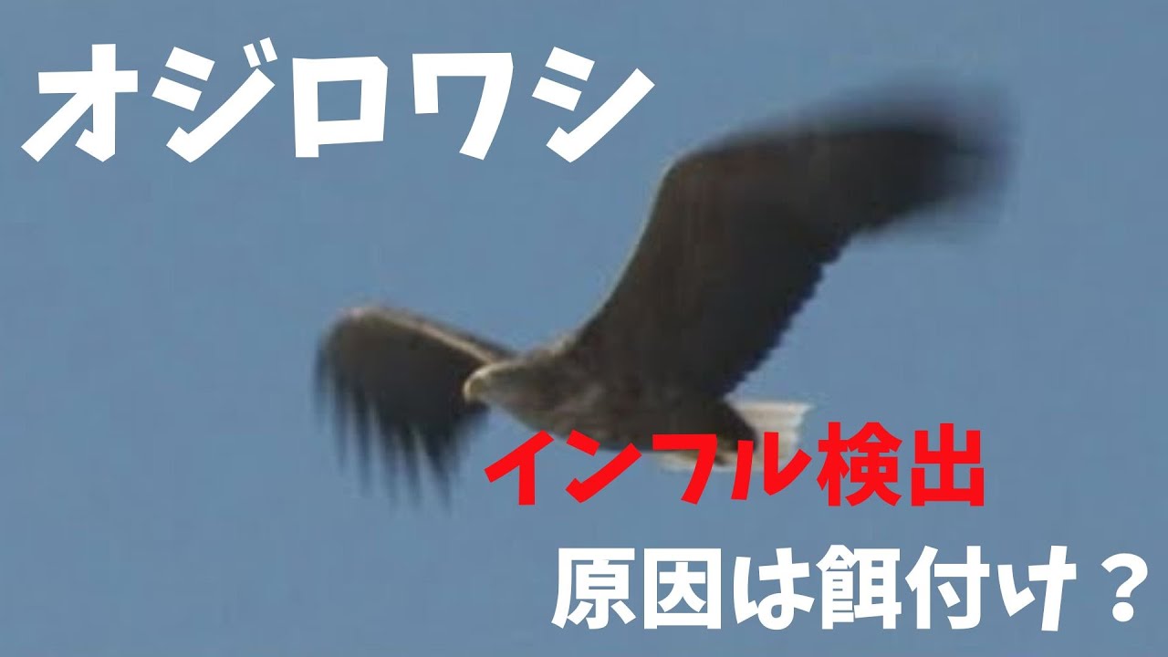 国内初...オジロワシの鳥インフルエンザ陽性　陰に潜む餌やりの危険