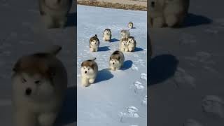 Alaskan Malamute puppies first time playing and ru