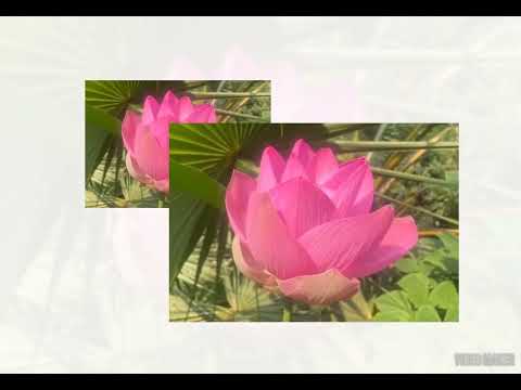 Mrittika #gardening #flowers