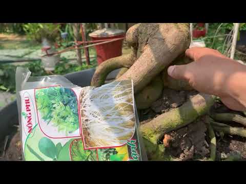 Thực TẾ BÓN PHÂN CÂY MAI SAU SẠT TÀN- VÀ CHÍNH LẠI PHẨN NGỌN NGÀY 29/2 al