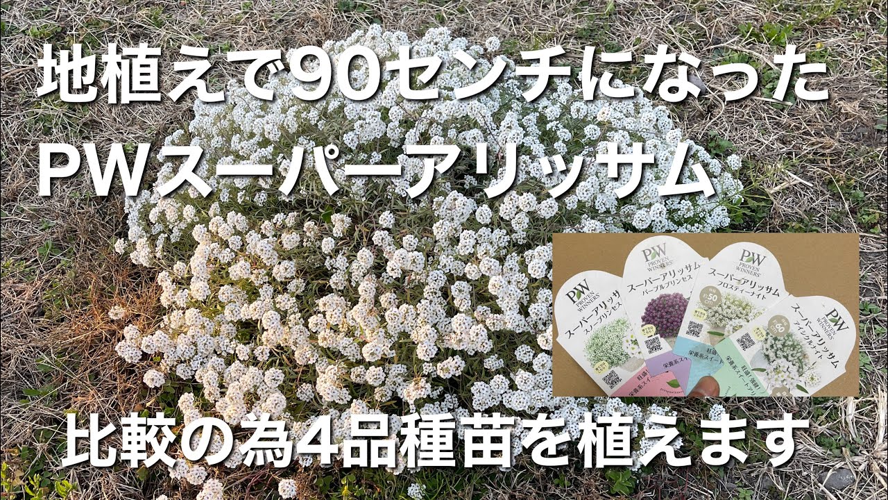 PWスーパーアリッサム