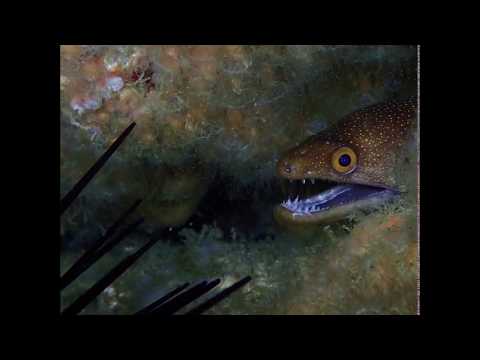 Jetty Dive Centre