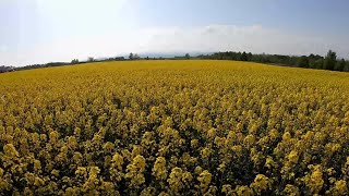 【北海道ドライブ】ジンギスカン丼！ジンギスカンソーセージ！北海道から春をお届け＠滝川菜の花まつり