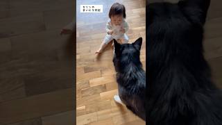 2025.10.26 セリンのまいにち日記 / フチュとあそんだよ🐶#カナダ生活 #赤ちゃん #赤ちゃんのいる生活 #わんちゃん #あかちゃんのいる暮らし