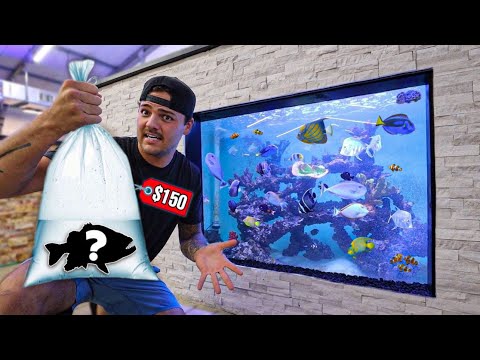 Buying PARASITE EATING FISH for My REEF POND!!