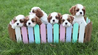 Advice on Buying a Cavalier King Charles Spaniel Puppy